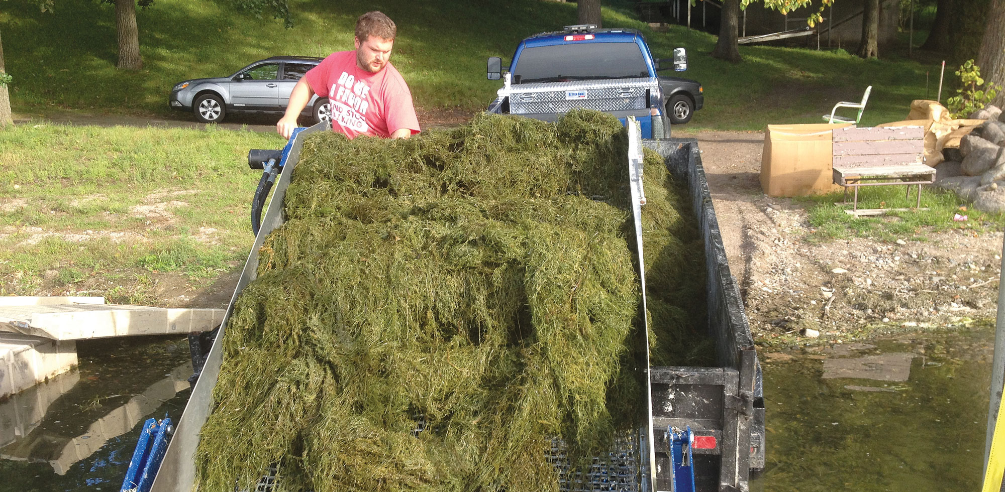Starry Stonewort
