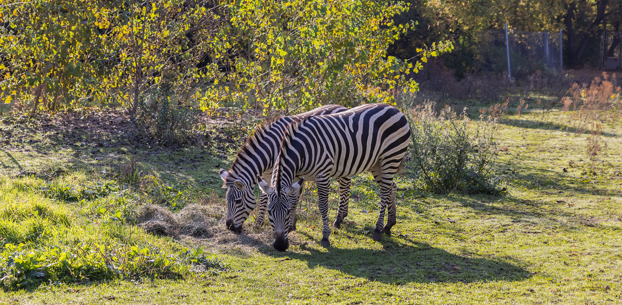 Zebras at Pine Grove Zoo