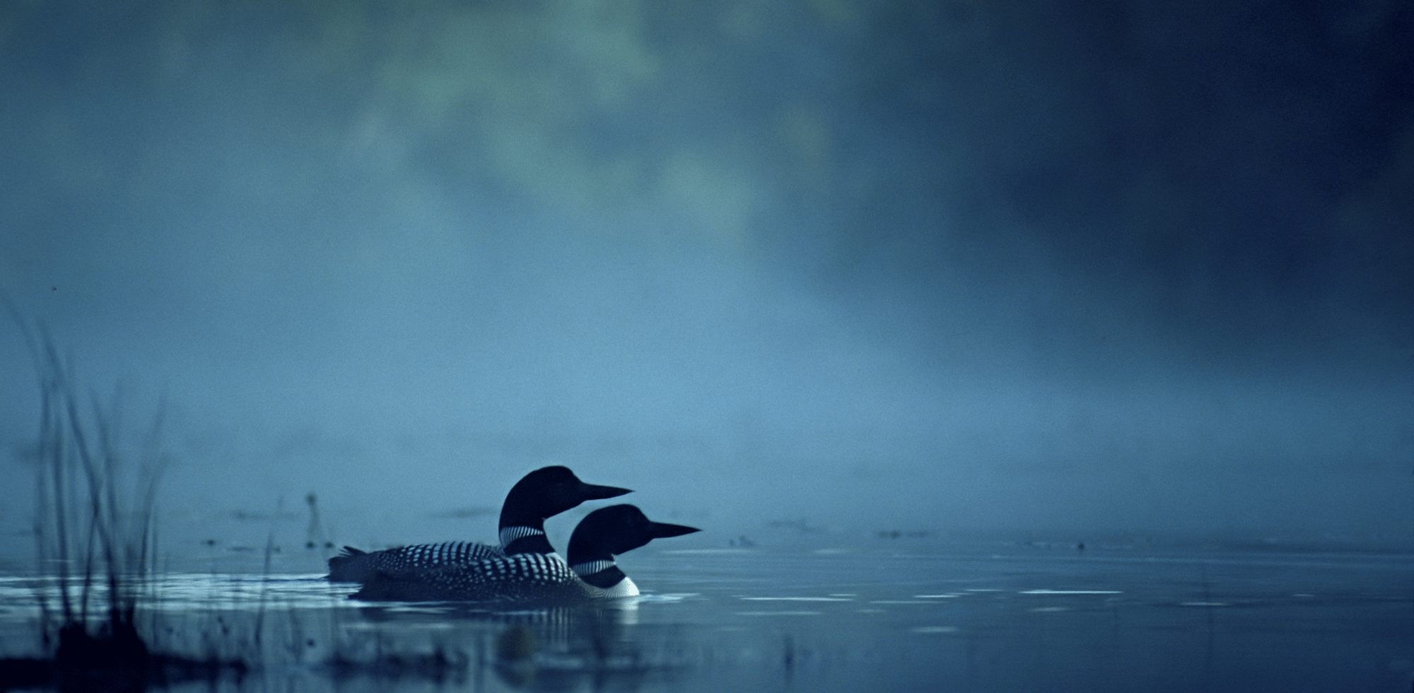 Call of the Loon — Initiative Foundation