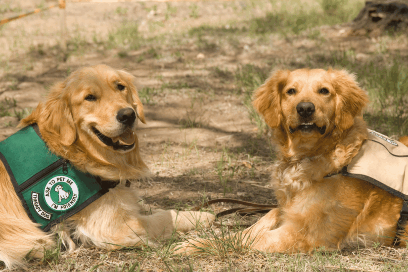 Pet therapy
